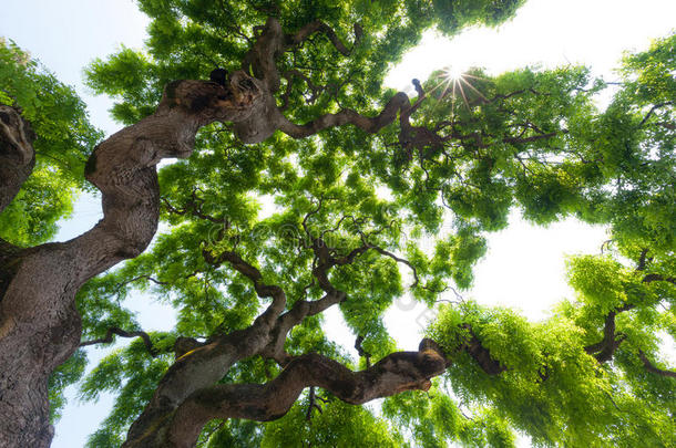 高大的榆树的绿色树冠，高大，有多节扭曲的树枝