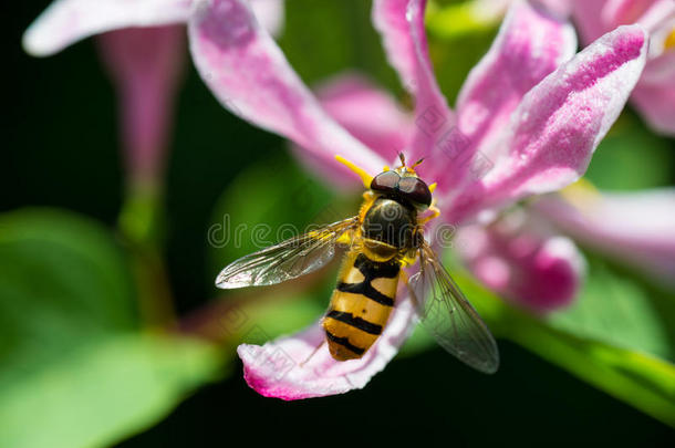 蜜蜂在粉色花朵上的特写镜头