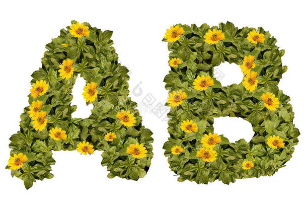 花卉字母表a-b花卉黄绿色字体