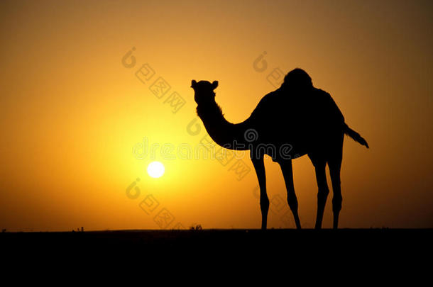 阿拉伯骆驼或骆驼，骆驼