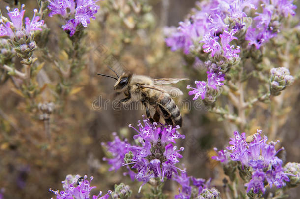 野生百里香上的蜜蜂