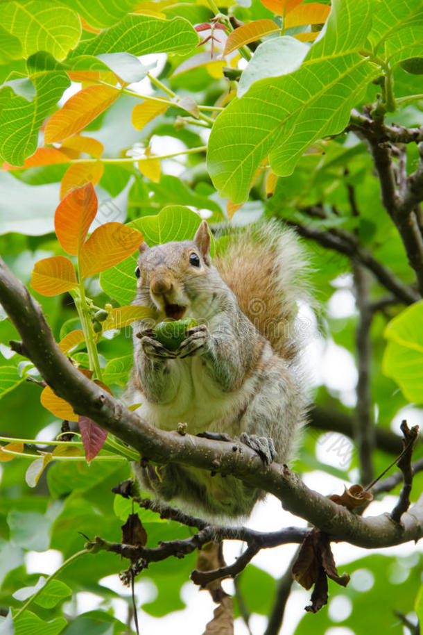 可爱的松鼠橡子拿着一颗巨大的树坚果橡树叶