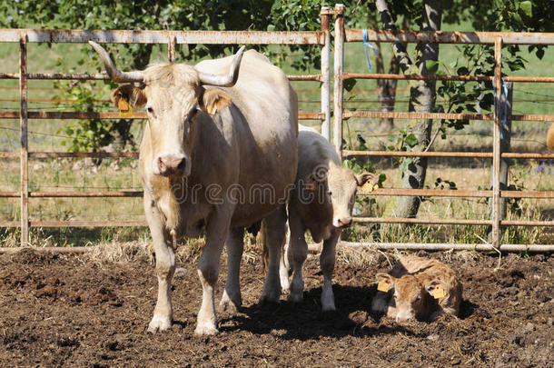 两头小牛的奶牛，农场动物，农业