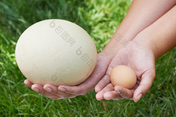 女人手里的鸡蛋和<strong>鸵鸟</strong>蛋的比较