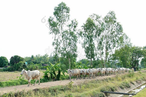 农业动物牛肉牛繁殖