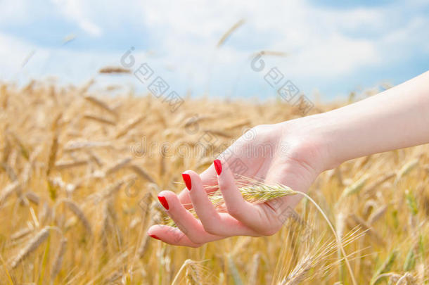 女人的手拿小麦