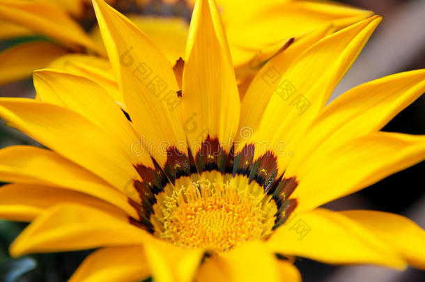 淡黄色花瓣的嘎扎尼亚花