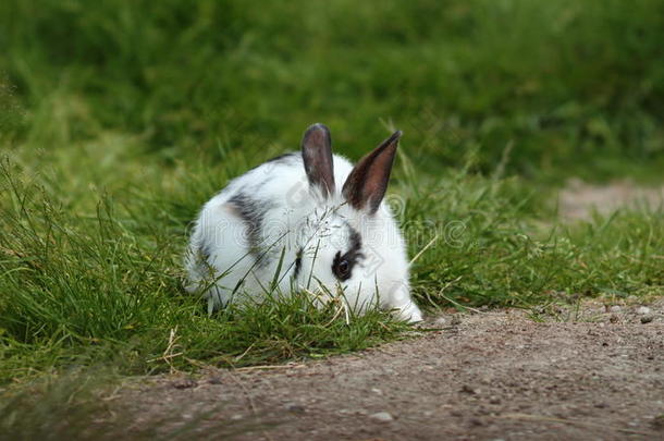 躲在草地上的小白兔