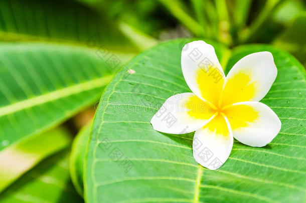 鸡蛋花、鸡蛋花、圣殿菜