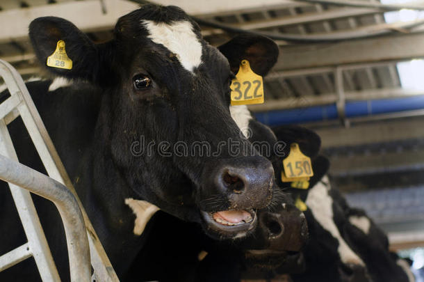 乳业-奶牛挤奶设施
