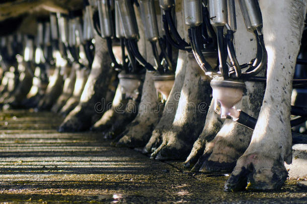乳业-奶牛挤奶设施