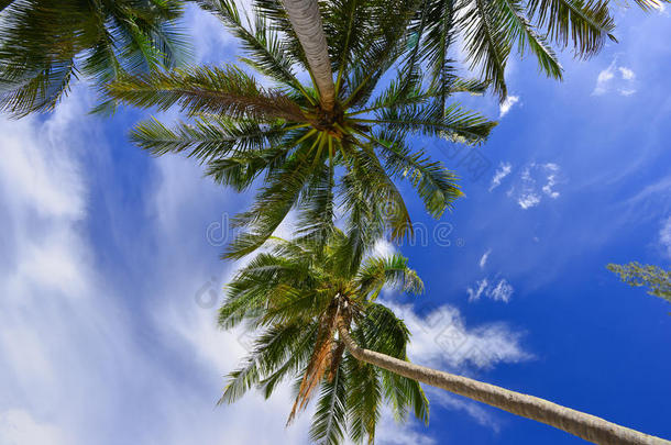 蓝松石海的加勒比椰子树