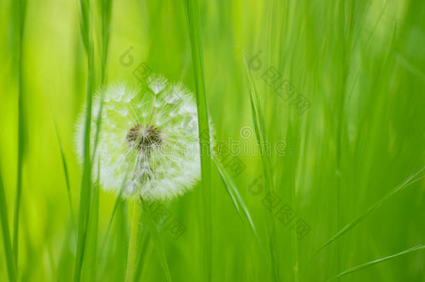 绿色草地上的蒲公英花