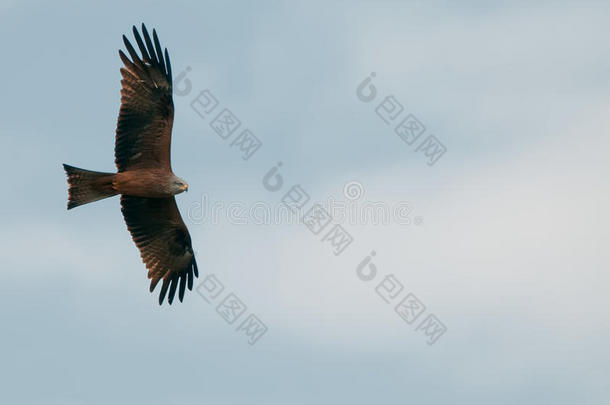 在淡蓝色天空背景下飞翔的风筝鹰