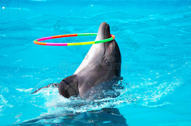 一只年轻的海豚在蓝色的水中用铁环玩耍
