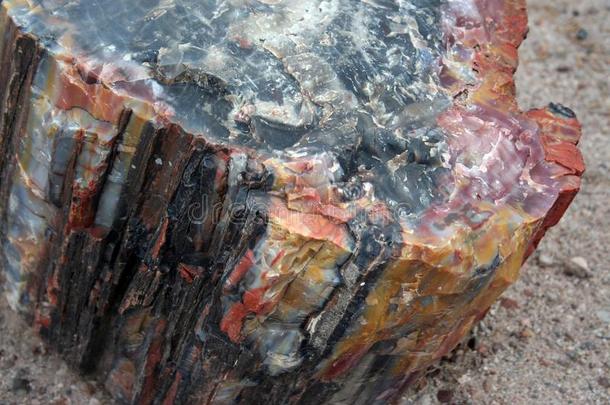 色彩斑斓的石化树岩