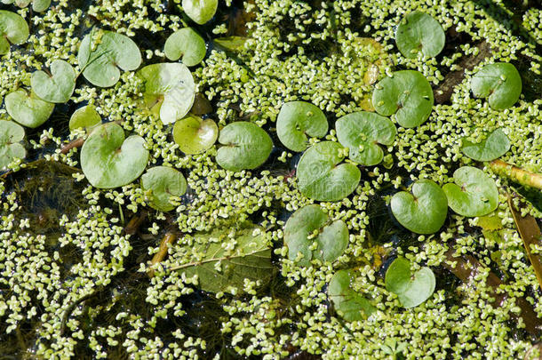 生长在水面上的绿浮萍形成一个有趣的氮