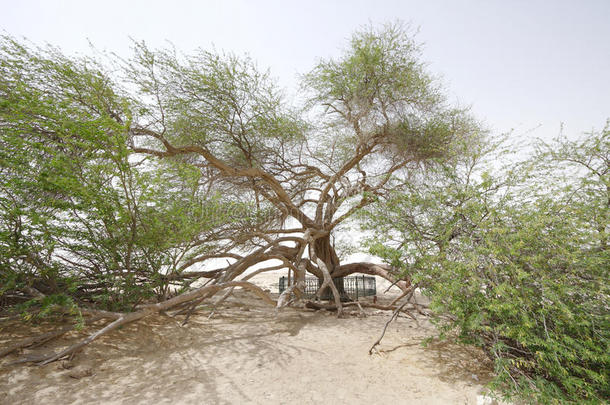 广角透视，巴林生命之树侧视图