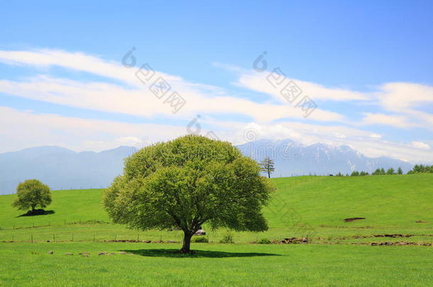 草地上的绿树