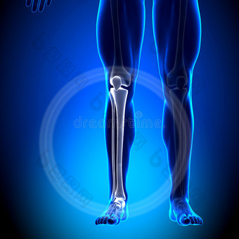 胫骨/腓骨-小腿解剖-解剖骨骼图片