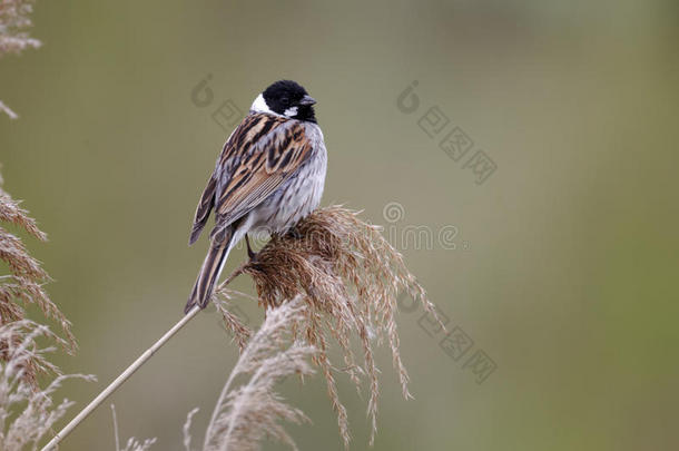 reed bunting，emberiza schoeniclus公司