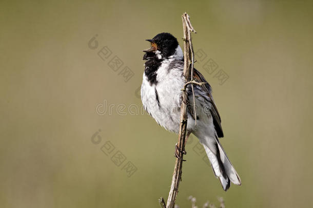 reed bunting，emberiza schoeniclus公司