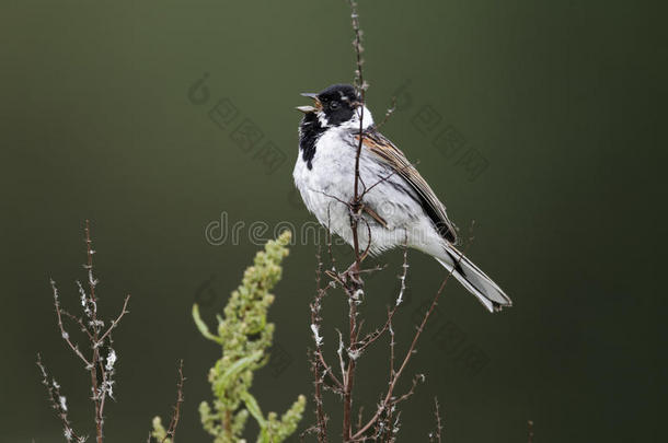 reed bunting，emberiza schoeniclus公司