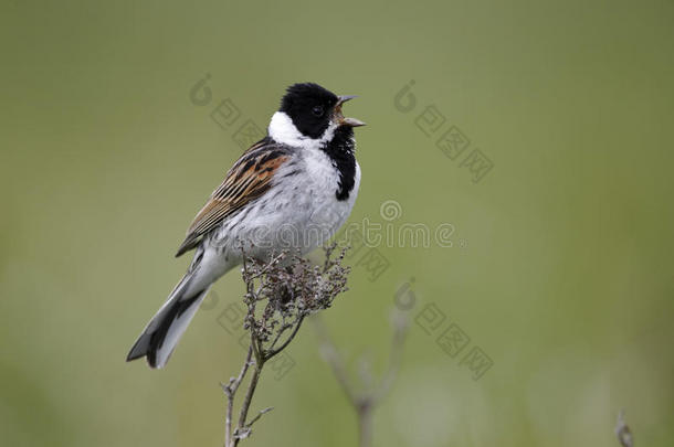 reed bunting，emberiza schoeniclus公司