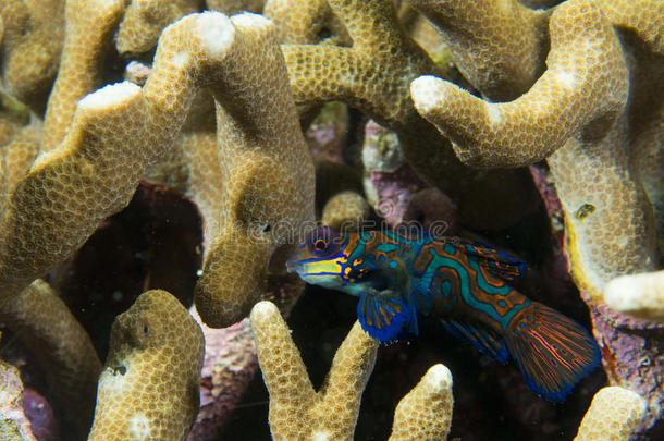 硬珊瑚底纹鳜鱼