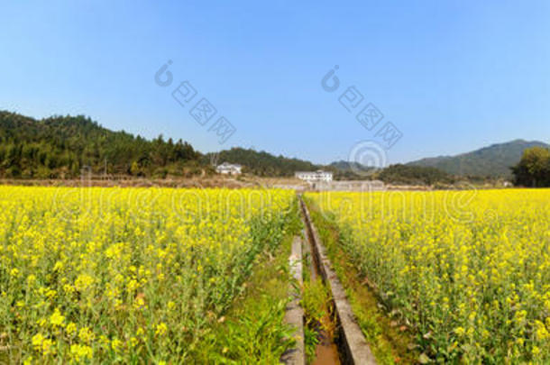 盛开的油菜花拍摄的美丽春天全景