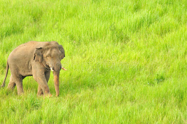 泰国开雅国家公园草原上的亚洲象