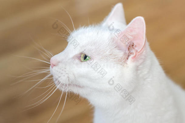白色<strong>可爱猫</strong>的肖像