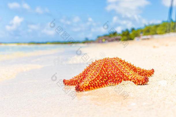 热带海滩上五颜六色的海星（海星）