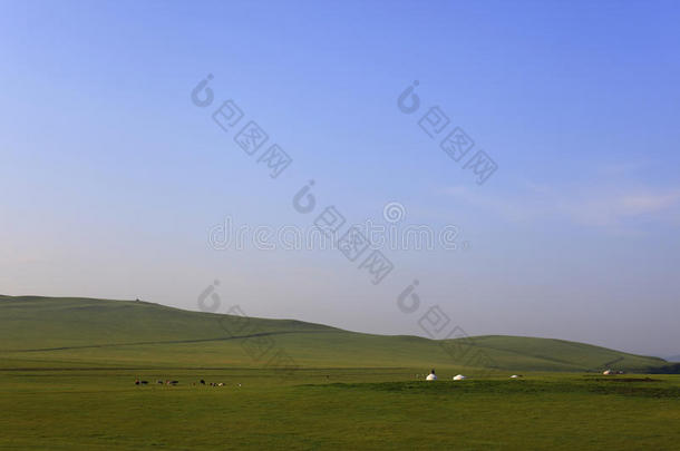 草原、丘陵、<strong>蒙古包</strong>、奶牛