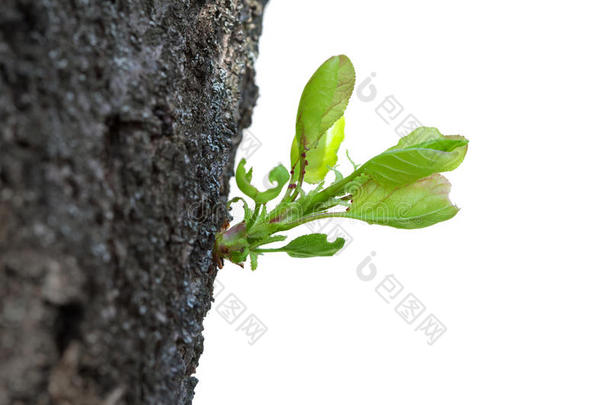 老树干上的新芽