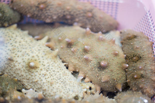 动物身体珊瑚黄瓜棘皮动物