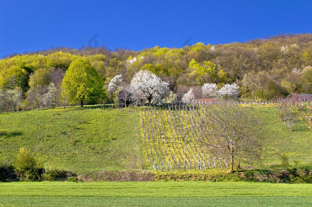 田园诗般的春天山葡萄园和大自然