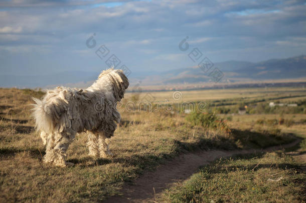 古匈牙利牧羊犬-科蒙多