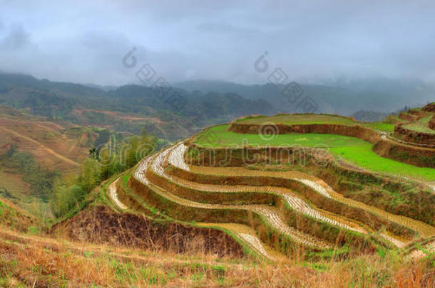 水稻梯田，大寨，靠近龙胜，<strong>广西</strong>，中国。<strong>广西</strong>龙胜大寨瑶族村。桂林