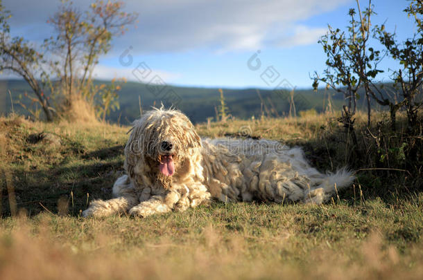 古科蒙多-匈牙利牧羊犬