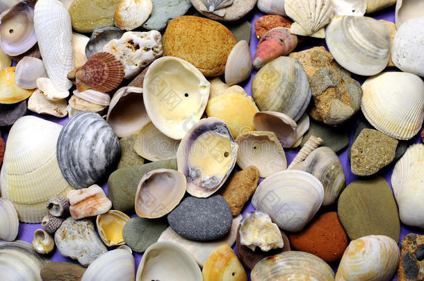 明亮多彩的沙滩贝壳和卵石背景
