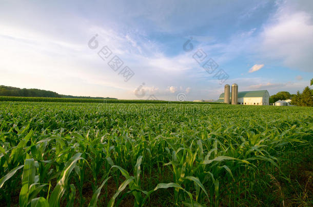 威斯康星州奶牛场，一个谷仓接一个玉米田