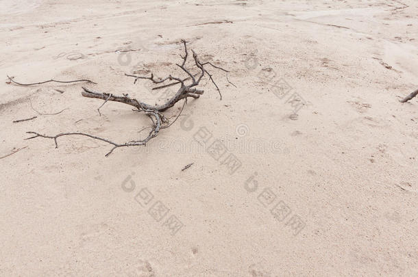 沙地上的枯木