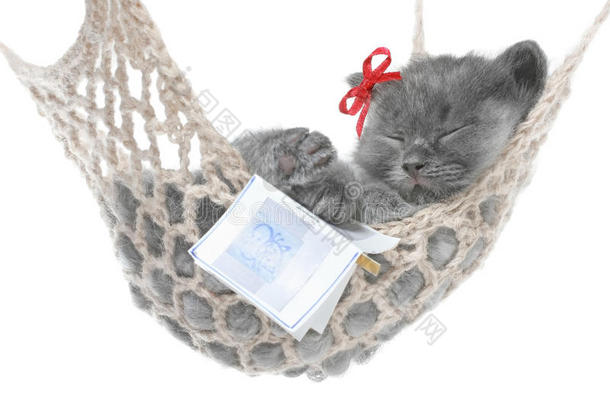 可爱的灰色小猫睡在吊床上翻开书本