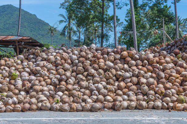 椰子油工业街旁的一堆椰子