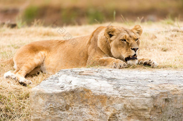 休息的母狮