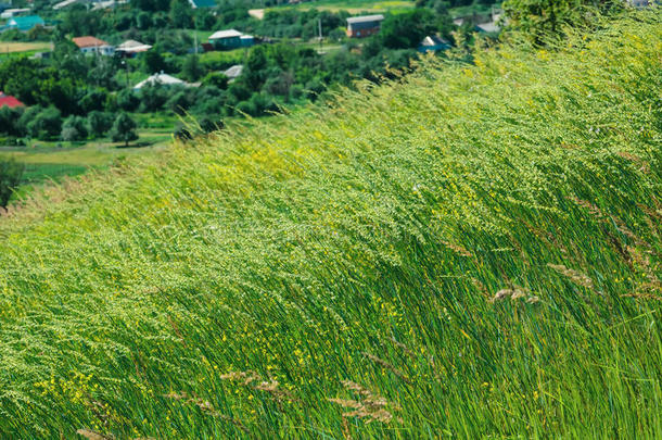 <strong>夏日绿草</strong>如茵的风。农村自然背景