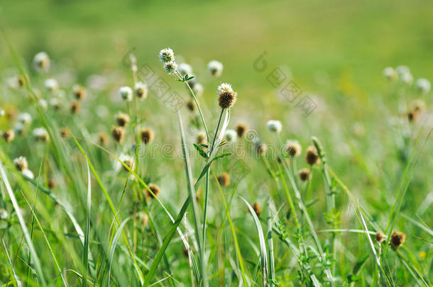 <strong>夏日</strong>的<strong>绿草</strong>在阳光下闪闪发光。明亮的自然背景