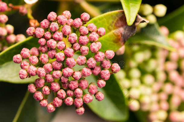 粉红色的花蕾准备开放