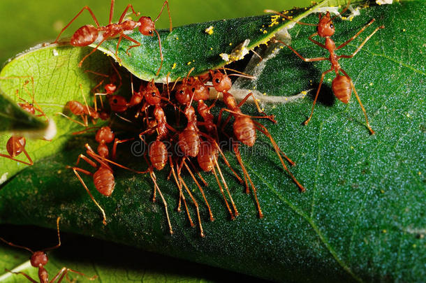 绿色自然中的红<strong>蚂蚁团队</strong>合作
